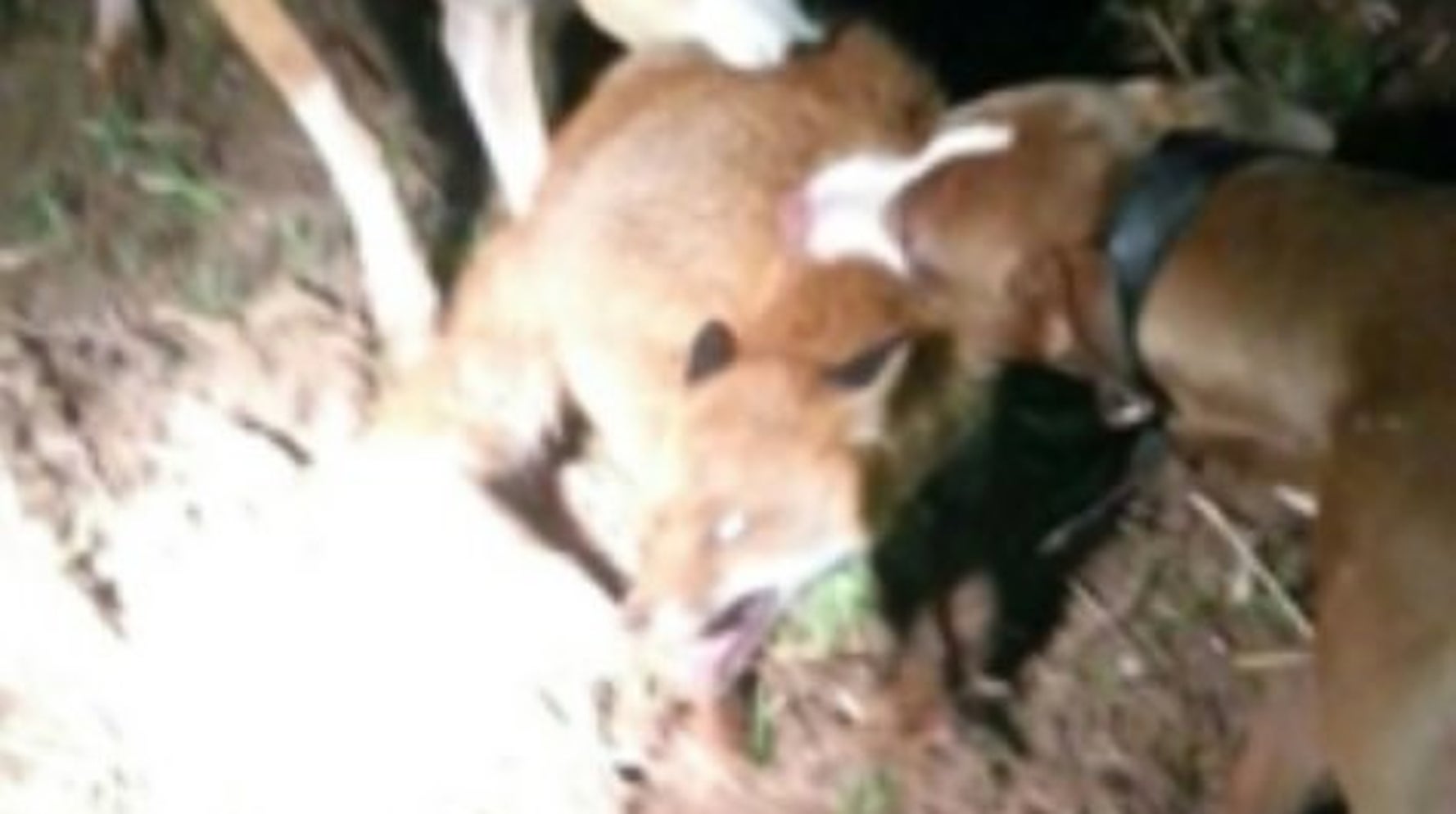 New Psycho Poaching Trend Sees Gangs Use Killer Dogs To Hunt Wildlife Huffpost Uk New Psycho Poaching Trend Sees Gangs Use Killer Dogs To Hunt Wildlife Huffpost Uk