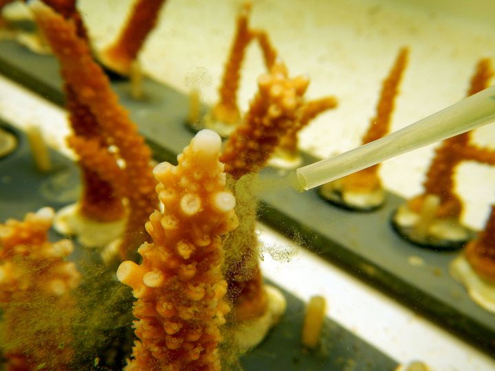 Chris Langdon, professor of marine biology and ecology at the University of Miami, uses a dropper to feed coral in a lab as he studies how climate change will impact coral reef in the future.