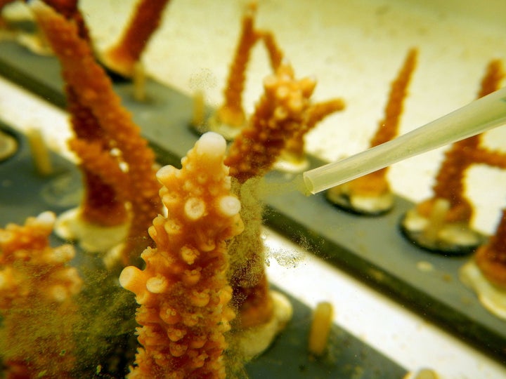 Chris Langdon, professor of marine biology and ecology at the University of Miami, uses a dropper to feed coral in a lab as h