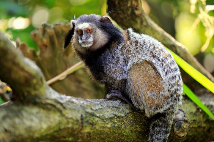 The dead monkey has been identified as a marmoset potentially kept as a pet (file photo).