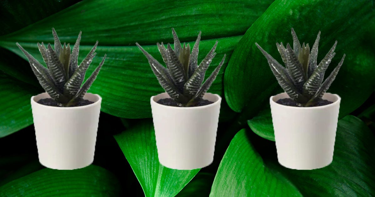 The Best Fake Plants That Don't Look Naff HuffPost UK Life