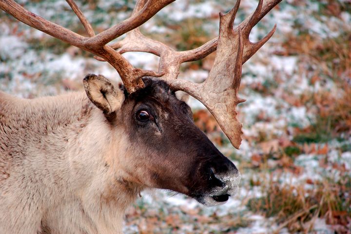 Wild reindeer populations have declined more than 50 percent over the last two decades.