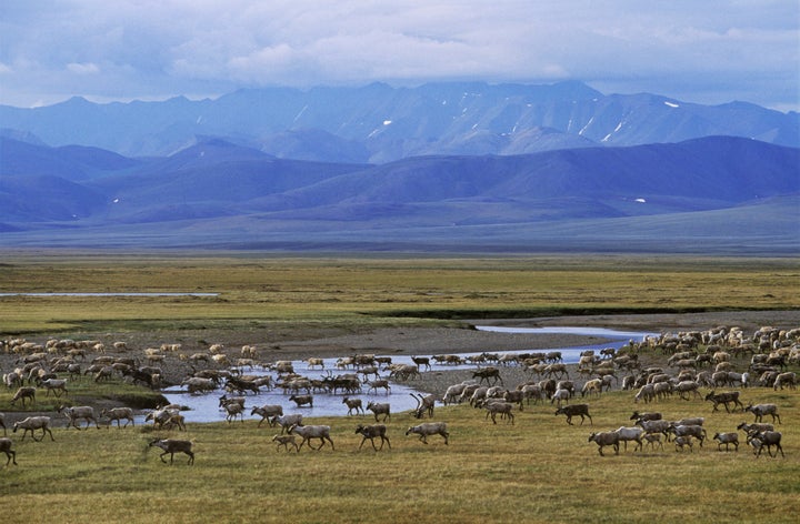 The Arctic National Wildlife Refuge is often described as "America's Serengeti."