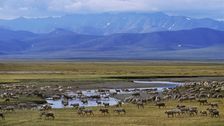 Trump Administration Moves Closer To Opening Arctic Refuge To Oil Drilling