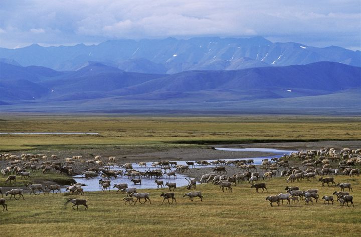 The Arctic National Wildlife Refuge is often described as "America's Serengeti."