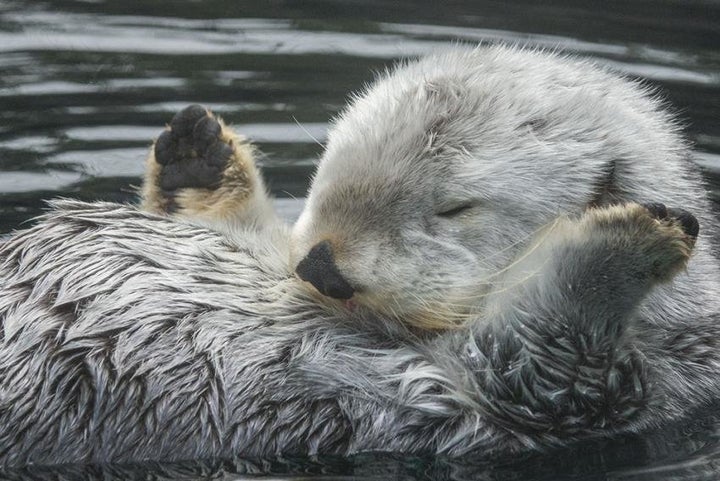 An undated photo from the Oregon Zoo's press release about Eddie's death.