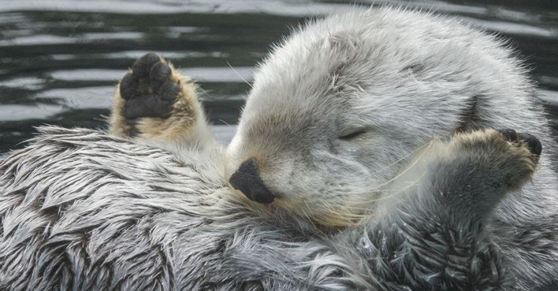 Oregon Zoo Otter Known For Playing Basketball And 'Self-Pleasuring