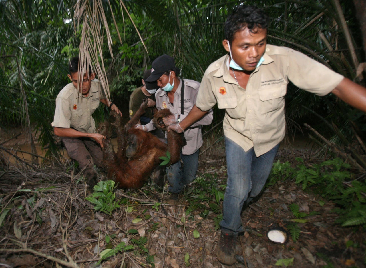 Activists with the Orangutan Information Center carry a tranquilized orangutan from a palm oil plantation in North Sumatra, Indonesia, on July 21, 2013. The adult female orangutan was reportedly trapped for several weeks in the palm oil plantation and was isolated from the rest of the surviving orangutan population in the region.