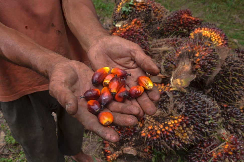 A palm oil farmer displaying palm oil seeds in Riau province, Indonesia, in August.&nbsp;