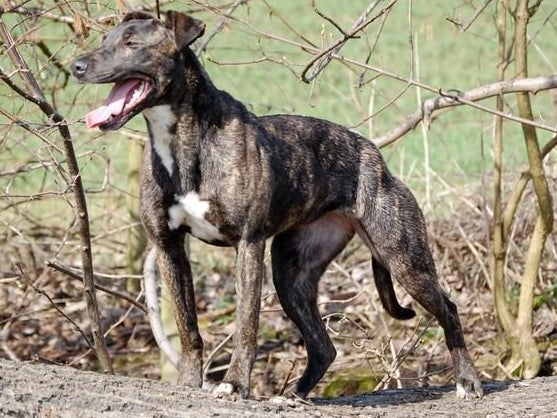 Bull store cross lurcher