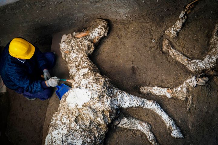 An archaeologist inspects the plaster cast of a horse at a villa outside Pompeii in Italy on Dec. 23.