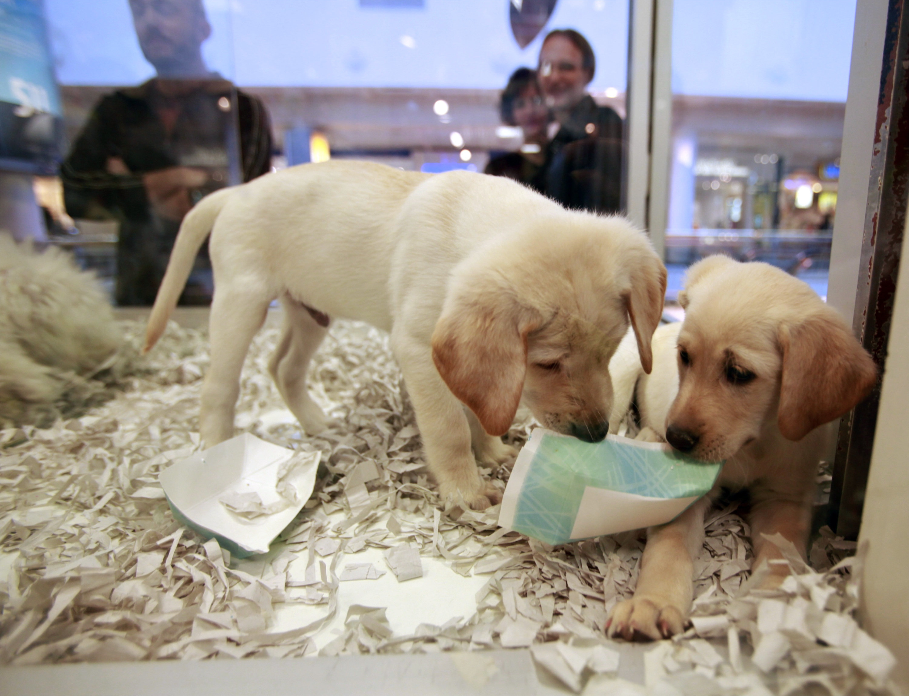 puppy stores that sell puppies
