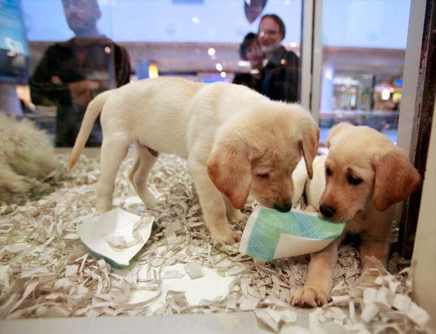 Uk Bans Pet Stores From Selling Puppies And Kittens Huffpost