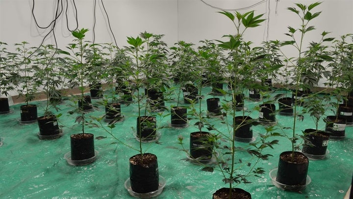 Early stage cannabis “clone” plants in Alexis Bronson’s Oakland business incubator space. Two previous incubator partners und