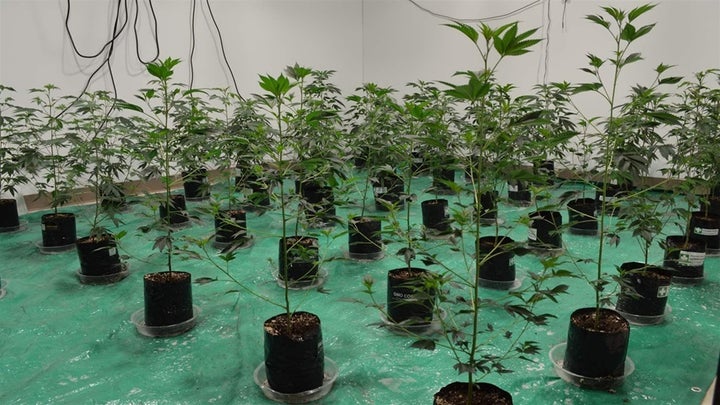 Early stage cannabis “clone” plants in Alexis Bronson’s Oakland business incubator space. Two previous incubator partners under Oakland, California’s “pot equity” program failed to deliver on their promises, but a third partnership has shown signs of success for Bronson. 