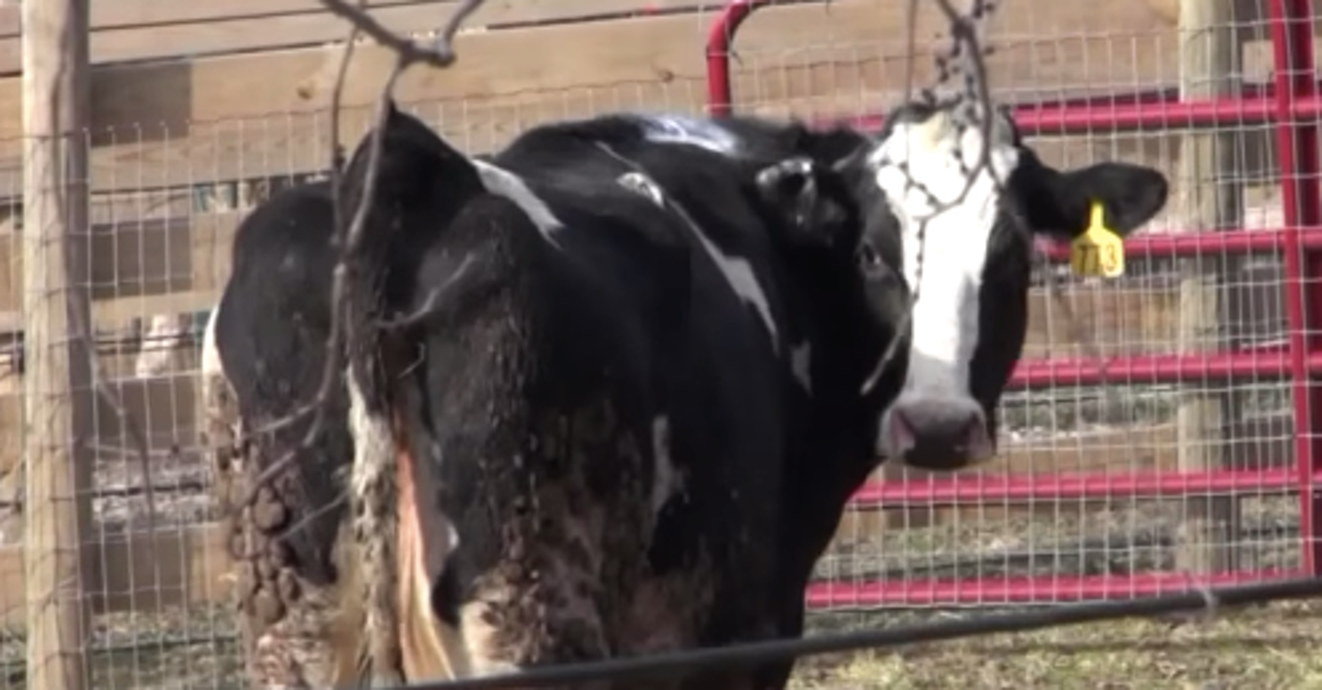 Cow Escapes From SlaughterhouseBound Truck, Begins New Life At