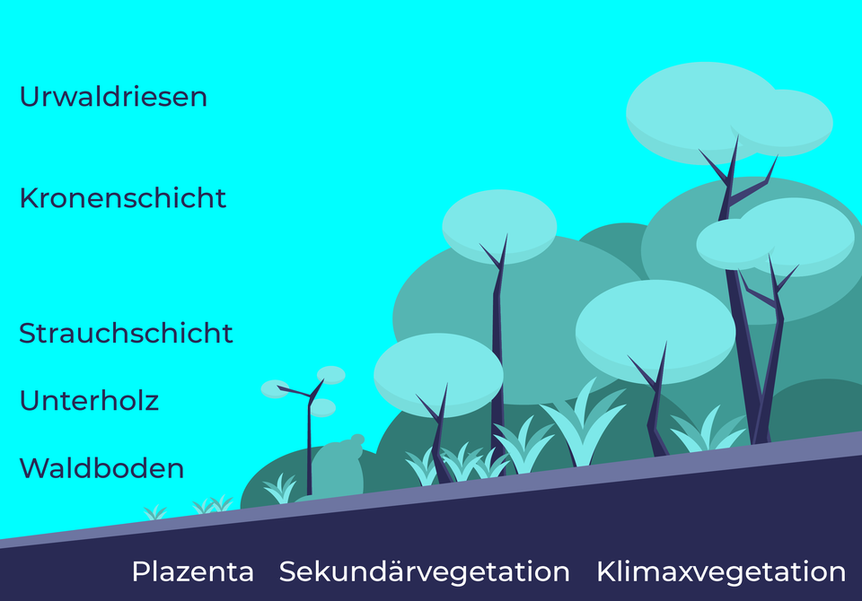 Die Sukzessionsstufen eines Regenwaldes im Laufe der Zeit. Jede davon hat eigene Pflanzensorten und andere angekoppelte landwirtschaftliche Produkte.
