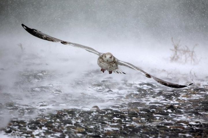 Ένας γλάρος αντιμέτωπος με ισχυρούς ανέμους και χιονιά