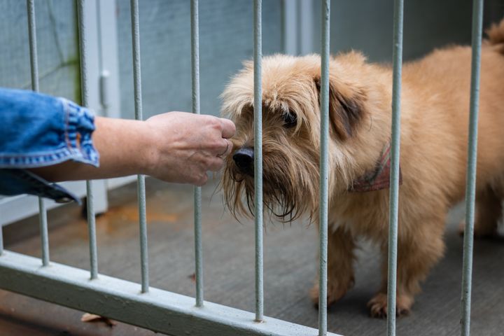 California is becoming the first state in the country to ban stores from selling nonrescue dogs, cats and rabbits.