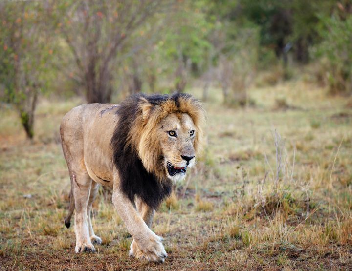 A worker was killed by a lion, similar to the one pictured, at a North Carolina wildlife preserve during an enclosure cleaning, the facility said.