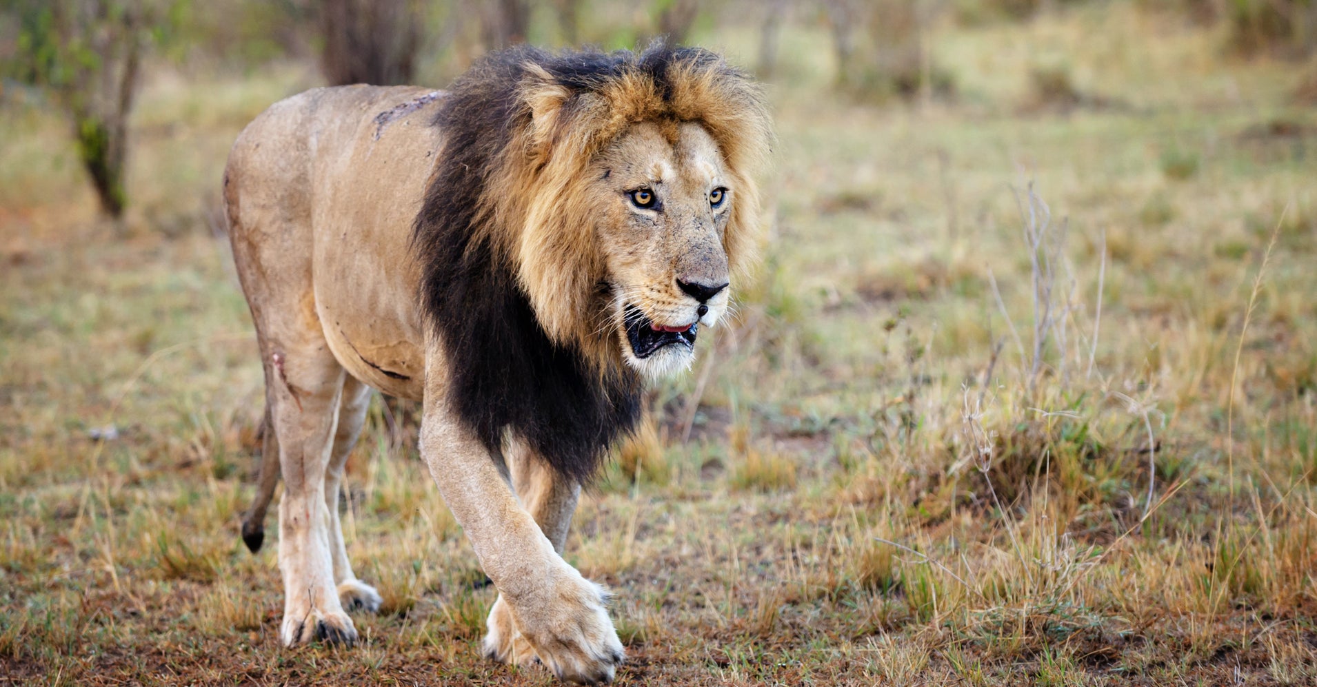 worker killed after lion escapes north carolina preserve s enclosure