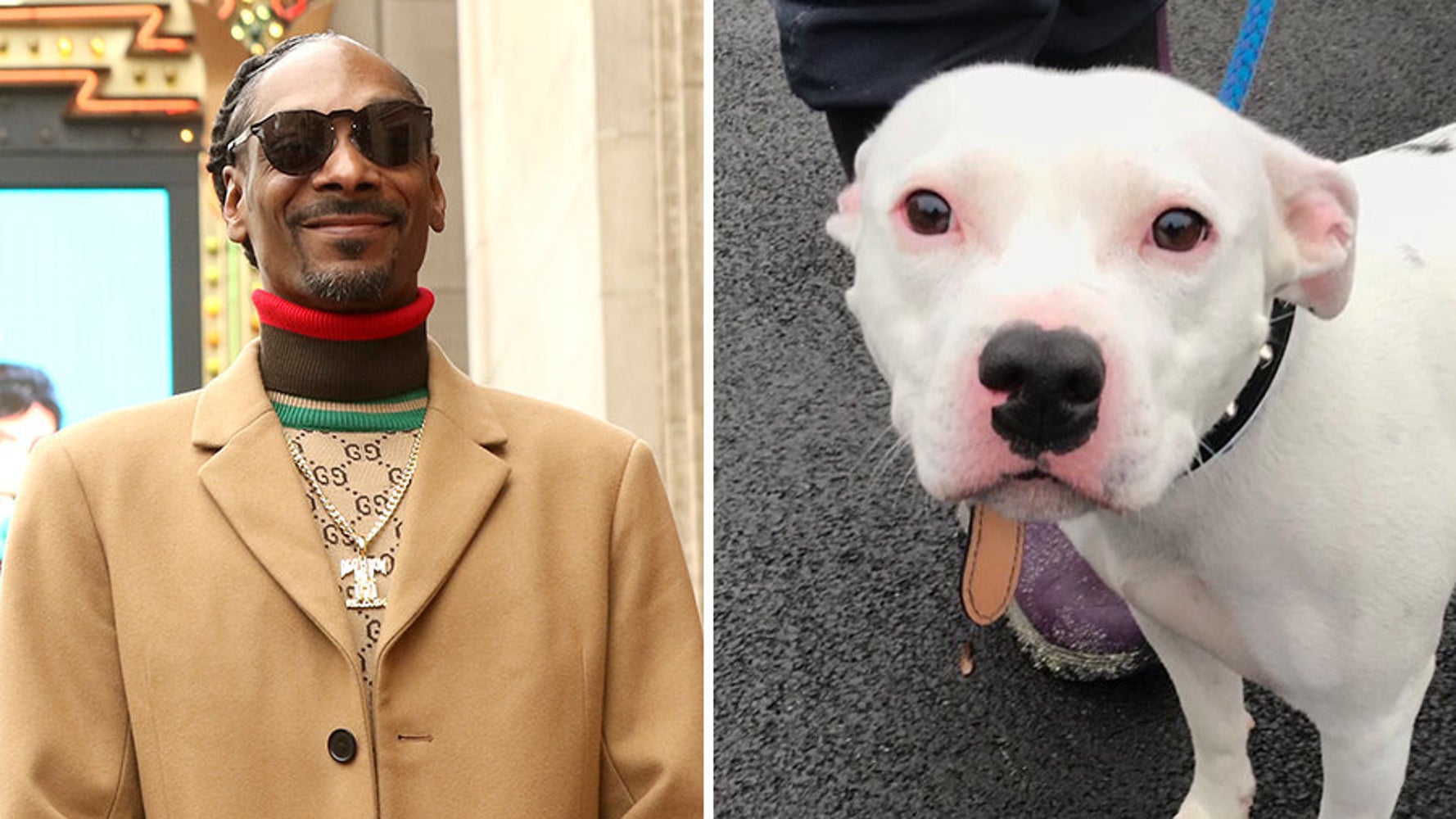 Snoop Dogg Offers To Rehome Abandoned Staffie Snoop The Dog Huffpost Uk Life