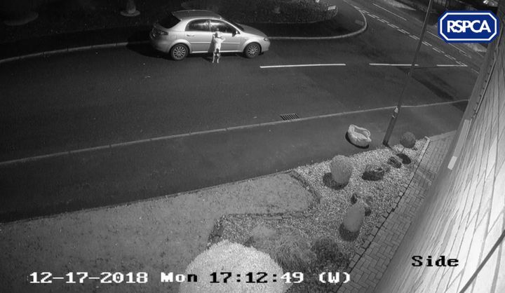 CCTV footage showed the dog jumping up at the car door before the owner drove away.