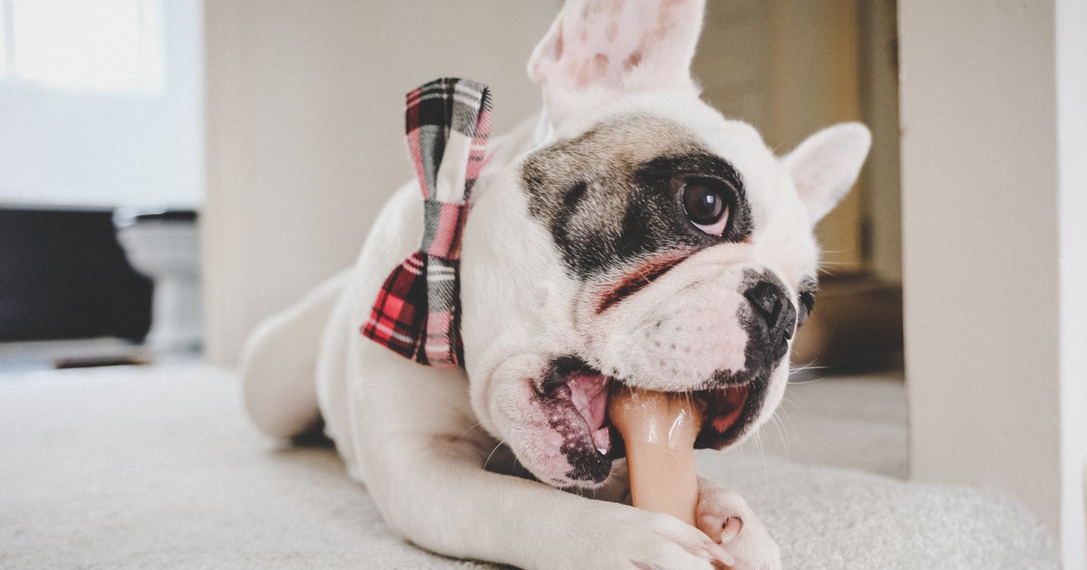 The 10 HighestRated Dog Treats On Chewy HuffPost Life