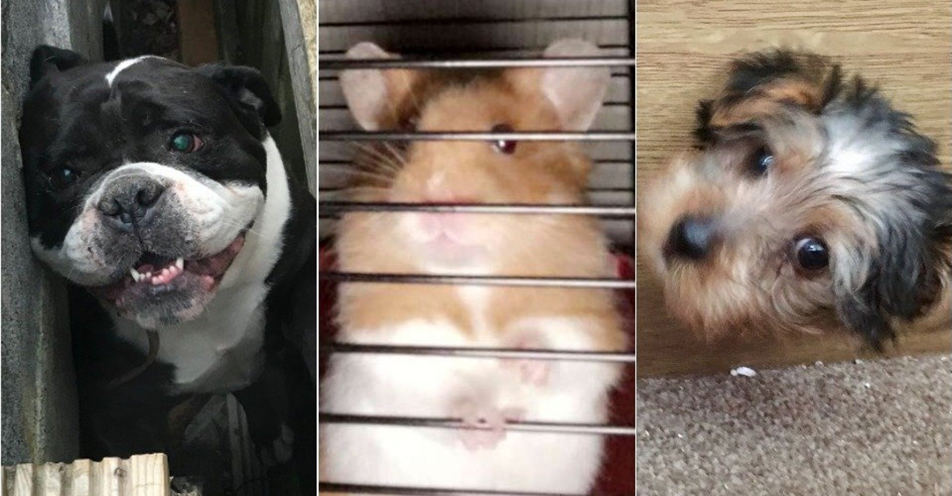20 Of The Most Heartwarming And Unusual Animal Rescues By The UK's