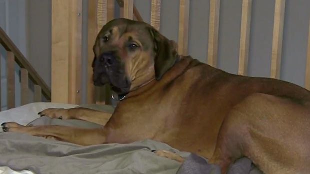 Mastiff Wakes Up On New Year's, Finds Strange Man In Its Bed