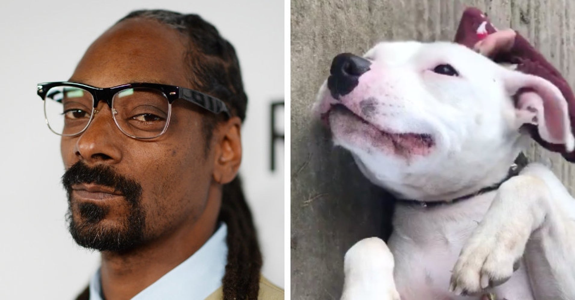 snoop-dogg-wants-to-adopt-this-abandoned-dog-named-snoop-and-it-needs