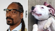 Snoop Dogg Wants To Adopt This Abandoned Dog Named Snoop, And It Needs To Happen