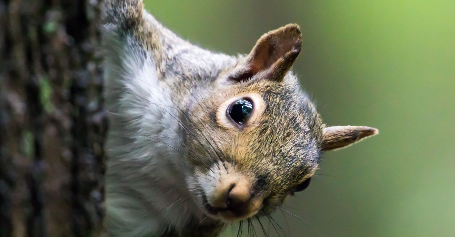 Wanton Squirrel Scarfs Egg Roll As Twitter Drools | HuffPost