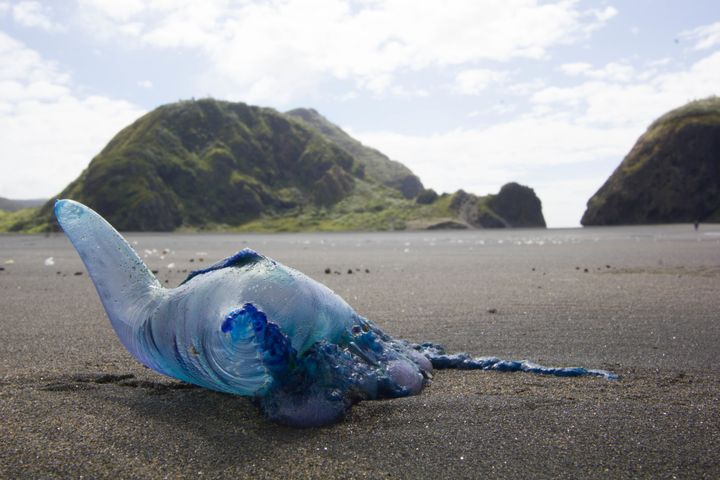A bluebottle jellyfish pictured on a beach in New Zealand.
