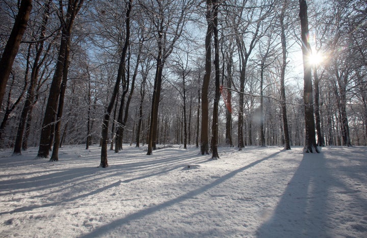 The sun shines through trees in the Forest of Dean near Coleford on February 19, 2010 in Gloucestershire, England.