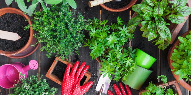 Além de os condimentos serem 100% naturais, sem agrotóxicos ou pesticidas, o sabor e o aroma dos temperos se sobressaem ainda mais.