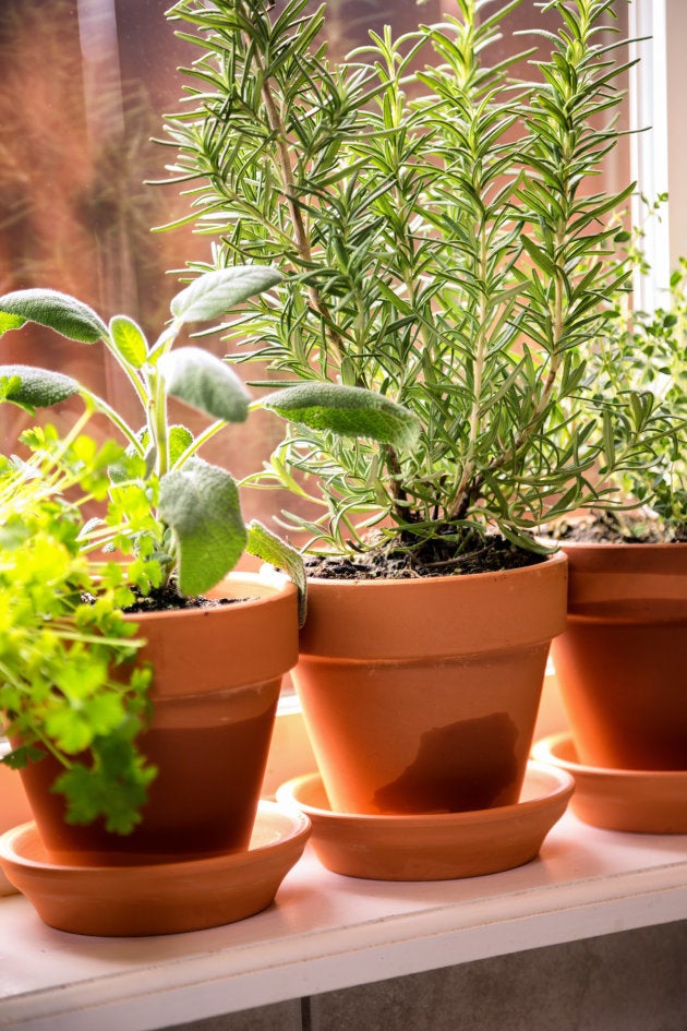 Horta doméstica: Como cultivar os próprios temperos em