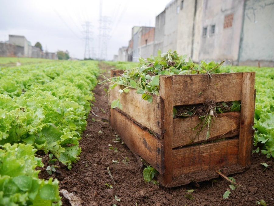 Horta de alfaces da Cidades sem Fome.