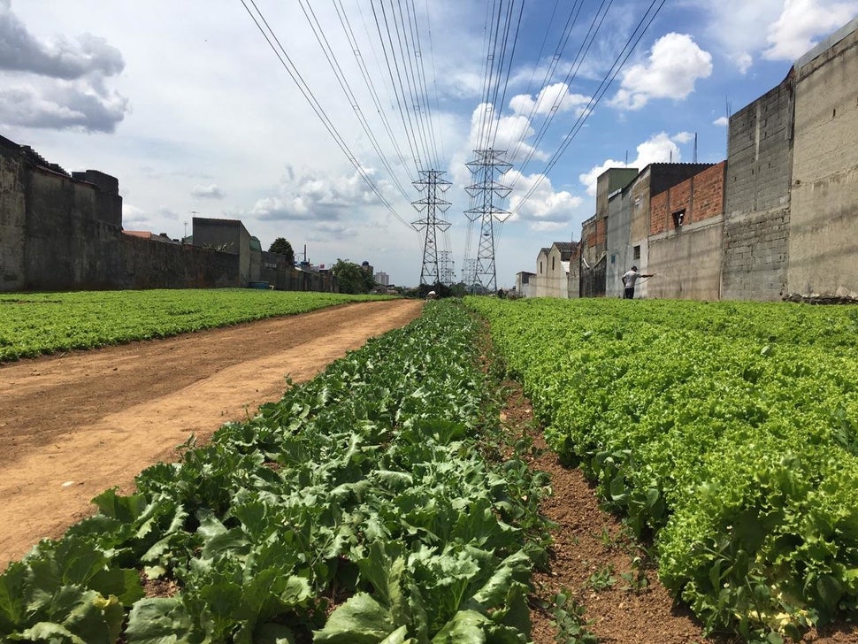 Pés de alface da horta da Cidades sem Fome em área de torres de transmissão.