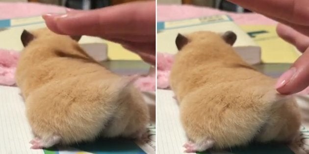 Este 'hamsterzineo' adora um carinho no