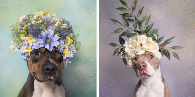 Uma fotógrafa resolveu fazer um ensaio de pit bulls com flores. Este é o