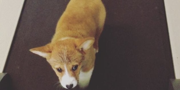 Este doguinho se exercitando será o melhor incentivo do seu