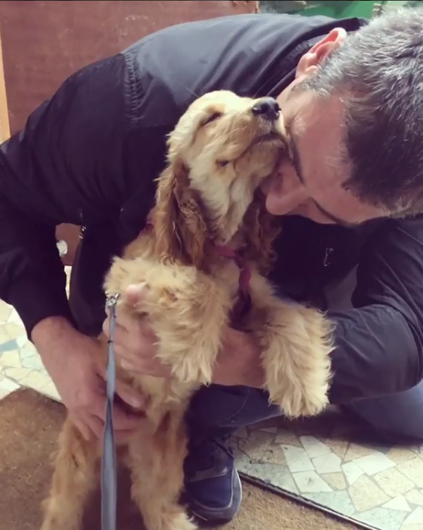 Procure um amor que te ame tanto quanto esta cocker ama receber carinho de seu