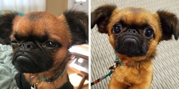 7 situações que só este doguinho emburrado sabe traduzir sentimentos de dor e