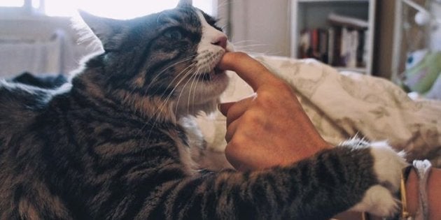 Romeo chupa o dedo do dono para