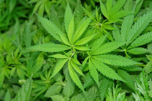 Resultado de imagem para canabidiol é legalizado no brasil