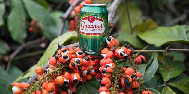 Antes de chegar às prateleiras dos supermercados, o Guaraná Antarctica passa por diversas etapas de produção.