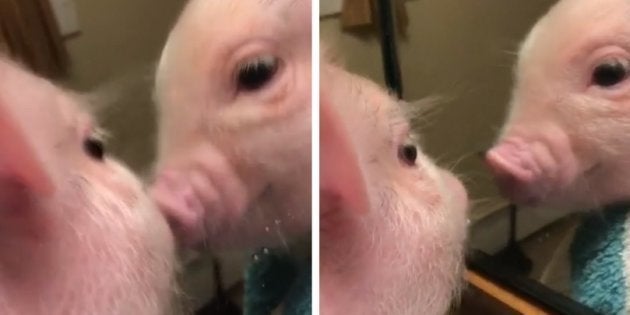 Toda a sua habilidade com as bolinhas e esse seu jeito tão charmoso podem transformar o seu conceito...