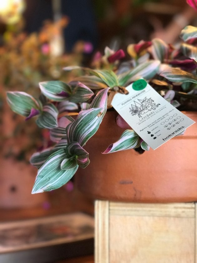 Plantas que não precisam de sol para decorar o seu apartamento.