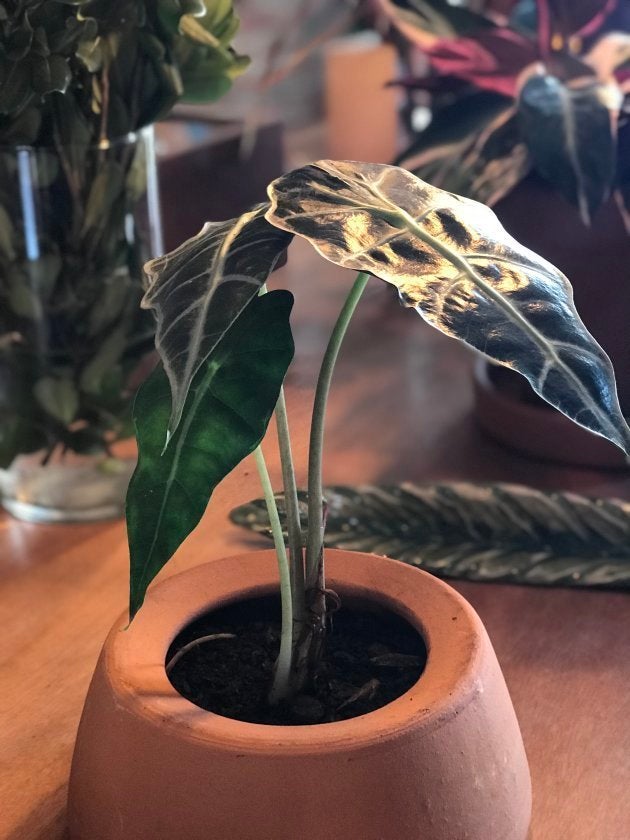 Plantas que não precisam de sol para decorar o seu apartamento.